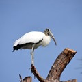 Photos: Wood Stork 11-17-21