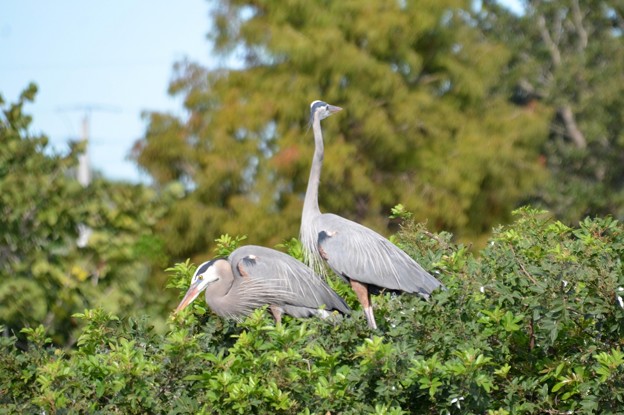 Photos: Great Blue Heron Couple 11-17-21