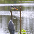 Great Blue Heron and a Stick 11-17-21