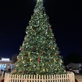 Photos: Punta Gorda Christmas Tree I 12-7-21