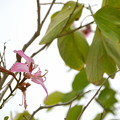 Photos: Purple Orchid Tree II 11-29-21