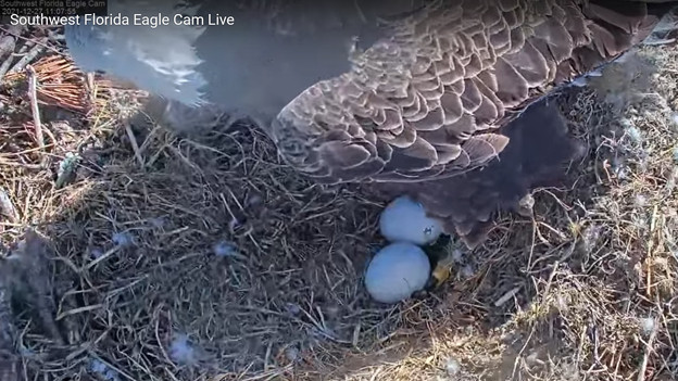 Harriet and eggs 12-27-21 110755