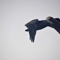 Photos: Brown Pelican 1-1-22