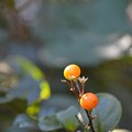 Photos: Solanum diphyllum 11-30-21