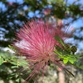 Photos: Pink Powder Puff Tree 12-14-21
