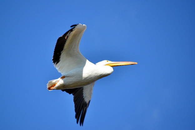White Pelican I　12-30-21