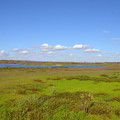 Photos: Wetland 12-30-21