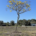Golden Trumpet Tree I 2-26-22