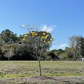 Golden Trumpet Tree by Library 2-26-22