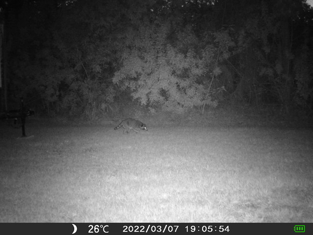 Raccoon of the Evening 03-07-22 1905