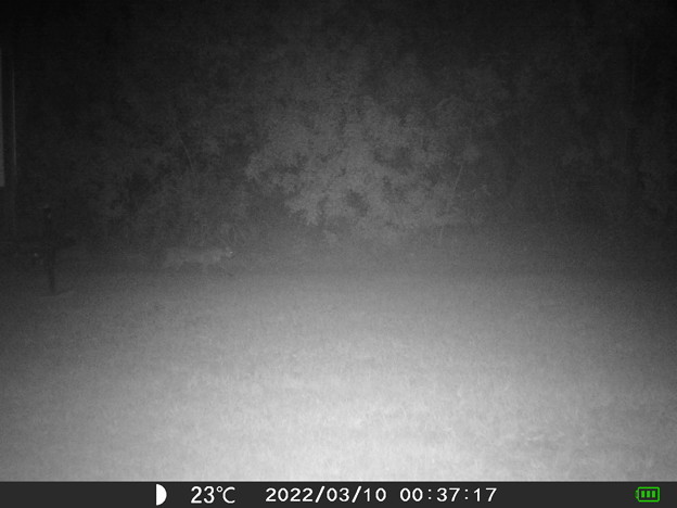 Bobcat in the Fog 03-10-22 0037