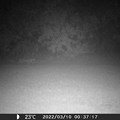 Photos: Bobcat in the Fog 03-10-22 0037