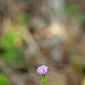 Lilac Tasselflower I 1-27-22