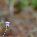 Lilac Tasselflower II 1-27-22