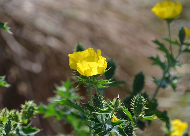 Mexican Prickly Poppy III 2-24-22
