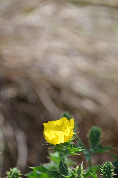 Mexican Prickly Poppy II 2-24-22