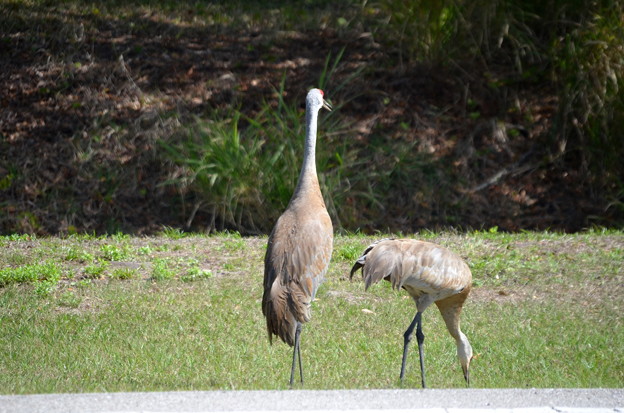 Florida Sandhill Cranes IV 2-24-22