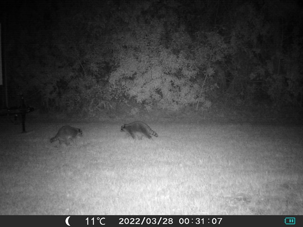 Photos: Raccoon 1 & 2 3-28-22 0031