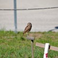 Burrowing Owl Parent I 5-11-22