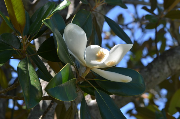 Magnolia I 5-11-22