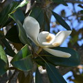 Photos: Magnolia I 5-11-22