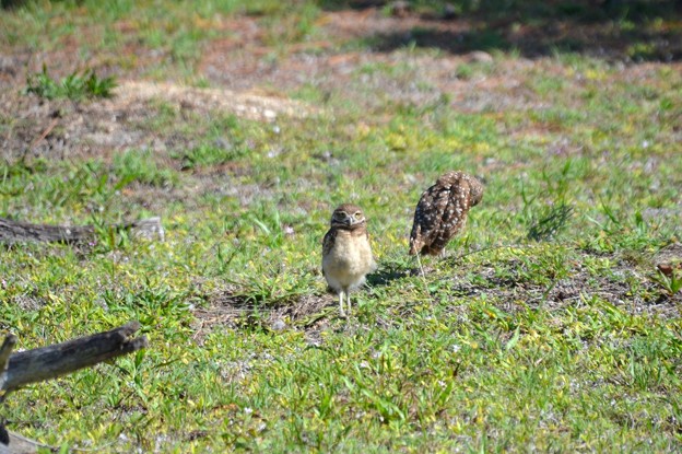 Juvenile Burrowing Owl 5-11-22