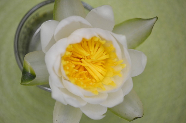 American White Waterlily 5-8-22