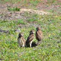 Juvenile Burrowing Owls II 5-11-22