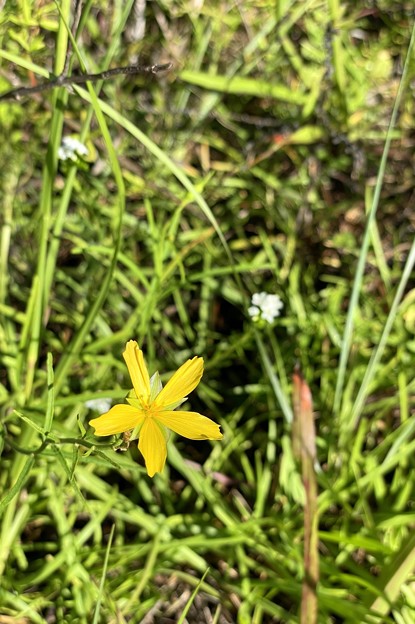Yellow Flower 7-24-22