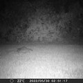 Photos: Raccoon1 5-30-22 0251