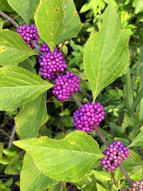 American Beautyberry 8-14-22