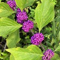 American Beautyberry 8-14-22