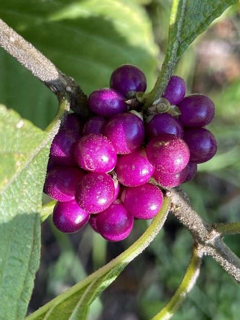 American Beautyberry 8-23-22