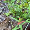 Wild Poinsettia and Lantana 8-23-22