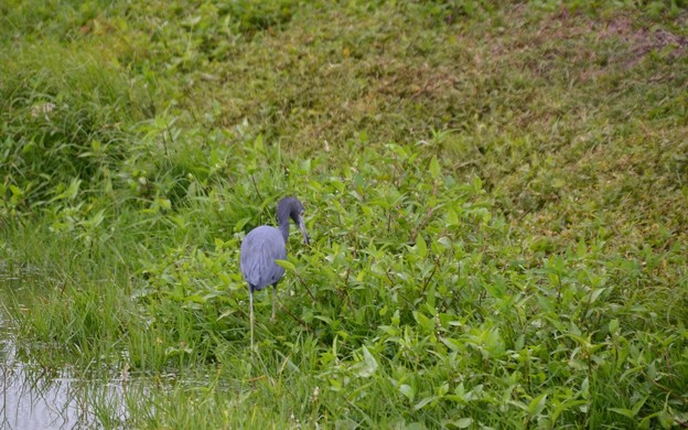 Little Blue Heron 11-22-22
