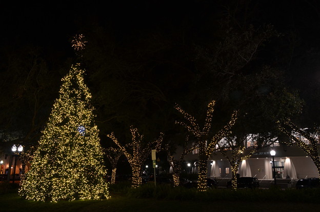 Sarasota Christmas Tree 1 12-6-22