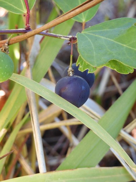 Passiflora suberosa II 12-8-22