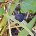 Photos: Passiflora suberosa II 12-8-22