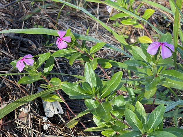 Catharanthus roseus 12-8-22