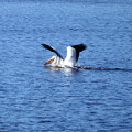 Photos: White Pelican 1-1-23