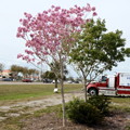 Pink Trumpet Tree I 2-11-23