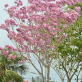 Pink Trumpet Tree VI 2-11-23