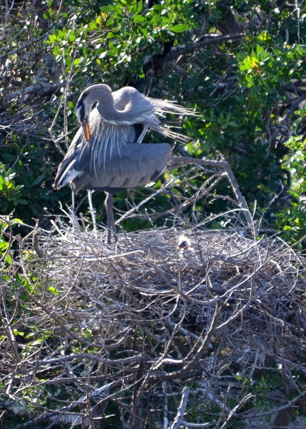 Great Blue Heron and a Chick 2-9-23