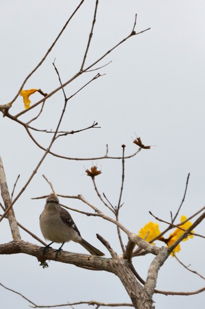 Mockingbird on Golden Trumpet Tree 3-15-23