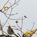 Mockingbird on Golden Trumpet Tree 3-15-23