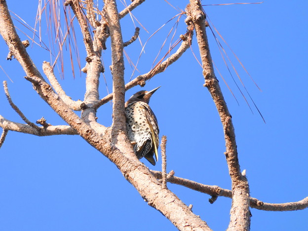 Northern Flicker (Yellow-shafted)　2-22-23