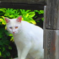 Photos: 白猫