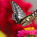Photos: 花とアゲハ蝶