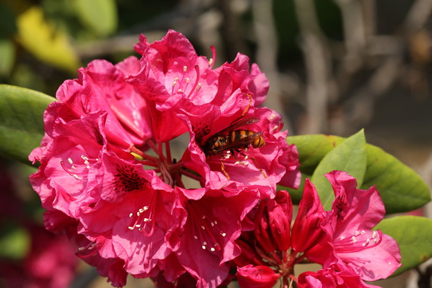 蜂と石楠花 in 相模原北公園
