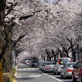 Photos: 桜のかほり